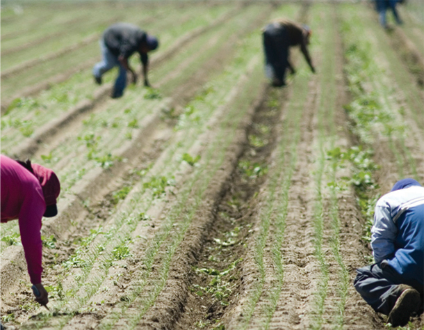 Farm workers harvesting in a field.